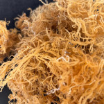 Raw Sea Moss (Gold)
