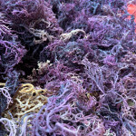 Raw Sea Moiss ( Purple)