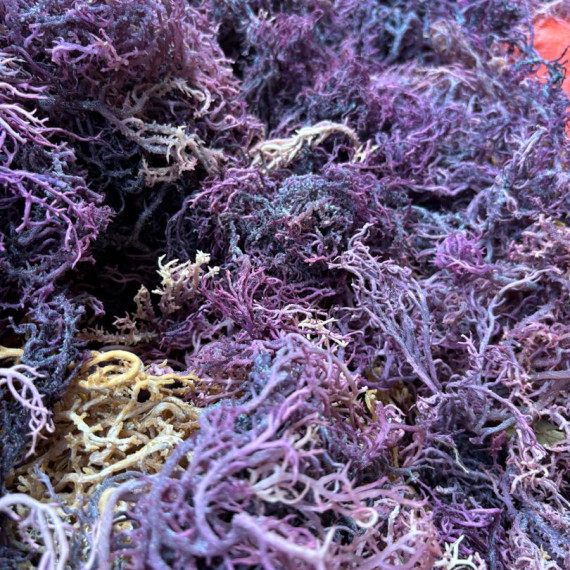 https://www.asiliseamoss.com/products/raw-sea-moiss-purple