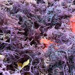 Raw Sea Moiss ( Purple)