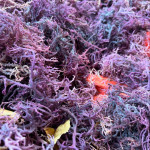 Raw Sea Moiss ( Purple)